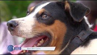 BIEN ETRE CANIN Sénégal [upl. by Anauj]