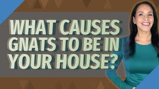 What causes gnats to be in your house [upl. by Haneehs]