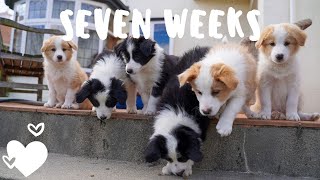 Day in the life with seven week old border collie puppies [upl. by Gerhan302]