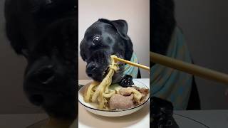 Dog eating food 🥗  Vegetarian Dog  Dog eating asmr sound  FxcWhiteblack shorts [upl. by Herrod618]