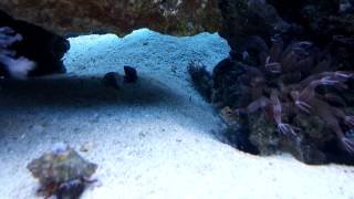 The Blue Dot Jawfish also known as the Bluespotte [upl. by Evangelin]