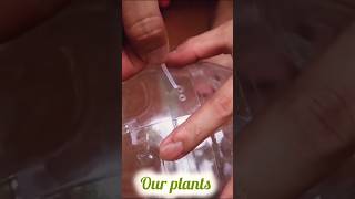 Recycling Plastic Bottle into the Ball shorts plants flowers diy [upl. by Mapes]