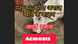 treatment of acidosis in cow amp buffalo treatment of anorexiashortsvideodairyfarming viralvideo [upl. by Masao878]