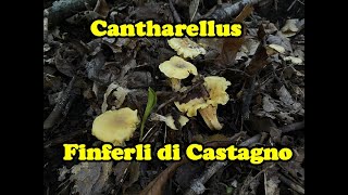 Galletti Finferli Cantharellus di castagno una prato giallo una grande raccolta ad Ottobre [upl. by Orfurd]