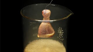 Vaporizing chicken in acid [upl. by Irap901]