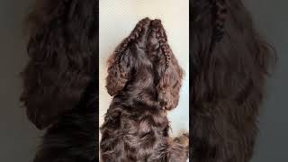 Hugo amp Hattie  Cocker Spaniel Hair in Plaits [upl. by Ynetsed]