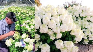 Hydrangea Little Hottie®  Terrific Small Growing Free Flowering Easy to Grow Panicle Hydrangea [upl. by Absa]