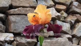 German Bearded rhizomatic Iris at wildfilmsindia cold weather botanical collections in the Himalaya [upl. by Inaffyt]