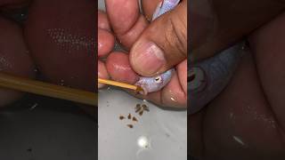 Mother cichlid fish giving birth to 11 baby fish 😍🐳🥰🐬 물고기 fish fishing [upl. by Namor]