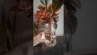 Croton Plant Propagation from Cutting croton crotonplant crotoninwater Leka [upl. by Alcot291]