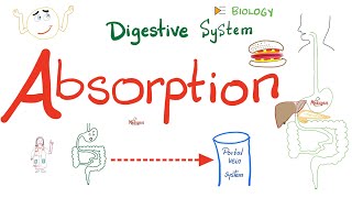 Absorption of Food  How nutrients reach your blood  Gastrointestinal GI Physiology [upl. by Rovner]