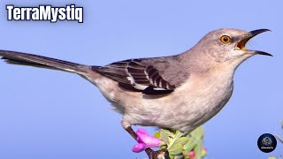 Sonidos de Cenzontle  Cantos de Sinsonte  Pájaros cantando  Sonido de Animales [upl. by Attolrahc]