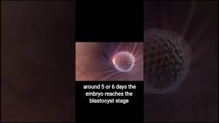 Implantation of blastocyst  blastocyst 3D animation  youtubeshorts blastocyst shorts [upl. by Anaira]