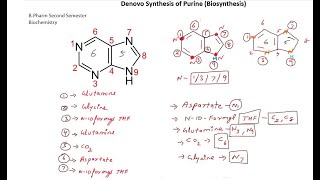 Denovo Synthesis of Purine BPharm Second Semester Biochemistry [upl. by Osnola]