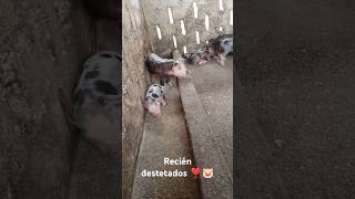 Lechones recién destetados ❣️🐷 [upl. by Beare]