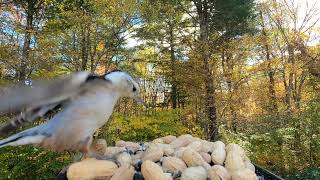 Tufted Titmice Whitebreasted Nuthatch [upl. by Fillian]