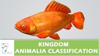 Kingdom Animalia Classification [upl. by Nimaynib]