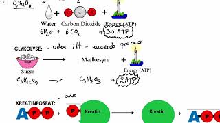 ATP Respiration glykolyse og kreatinfosfat dansk [upl. by Combe]