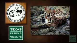 Endangered Wildlife Ocelots [upl. by Rubina]