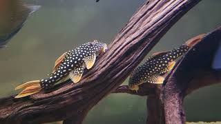 L014 sunshine pleco [upl. by Conte]