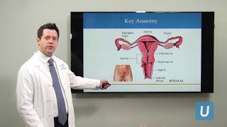 What Is Cervical Cancer  Joshua G Cohen MD  UCLA Obstetrics and Gynecology [upl. by Christin31]