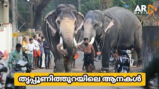 Tripunithura Vrischikolsavam 2022 Elephants [upl. by Navillus]