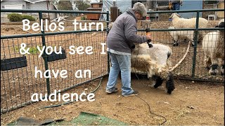 Take 2 Shearing sheep for winter valaisblacknose farmlife see how he turned out [upl. by Angelo]