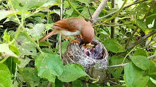 Yellow eyed babbler bird three babies AnimalsandBirds107 [upl. by Anairt931]