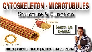 CYTOSKELETON  MICROTUBULES Structure and function In Detail  MSc Classes  Cell Biology [upl. by Ecinwahs]