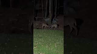 Two young deers fighting deers fighting livinginthewoods forest [upl. by Eltsyrhc]