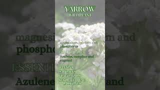 Yarrow  Achillea millefolium [upl. by Livesay938]