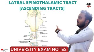 Lateral Spinothalamic tract  Ascending Tracts  Spinal cord  CNS Physiology [upl. by Anceline]