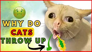 Why Do Cats Throw Up So Much [upl. by Palma]