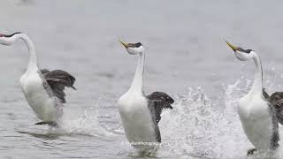 Western Grebes rushing [upl. by Ahsilet]