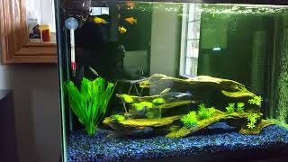 New Fish Tank [upl. by Terej]