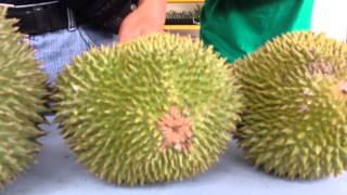 Musang King Durian Karak Malaysia [upl. by Sarita]