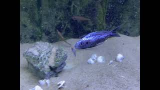 Ophthalmotilapia ventralis quotsilver streakquot Mpimbwe spawn  PISCES [upl. by Romona]