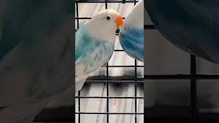 African lovebirds blue amp cobalt fischer pied [upl. by Akeit]