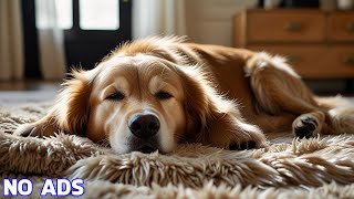 20 Hours of Anxiety Music for Dog Relaxation🐶Dog Sleep Music for Dogs🎵Reduce Anxiety Stress for Pets [upl. by Starr]