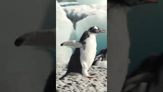 Gentoo Penguin Chase  Antarctica  Lindblad Expeditions [upl. by Mehelhteb185]