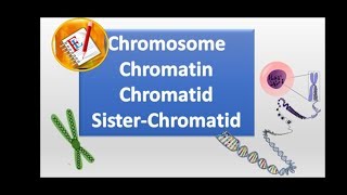 Chromosomes chromatin chromatid and sister chromatid [upl. by Campman]