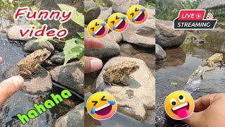 Catching frog funny make you laugh  funny cute animal  funny catc frog for fun [upl. by Niwri]