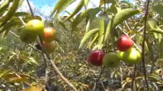 Camu Camu Pure vitamin from the heart of the Peruvian amazon to the world english  part 1 [upl. by Nagaet]