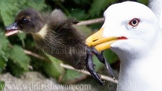 A hungry avian animal quickly eats a duckling when it dines in an urban animals habitat🐤🦅 [upl. by Nyrrad]