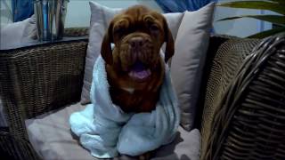 dogue de bordeaux  puppy 12 weeks  first swimming [upl. by Dacy]