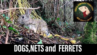 Catching rabbits using ferrets  Ferreting rabbit hunting [upl. by Noremac772]