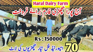 Haral Dairy Farm  Imported Breed Heifers  Dairy Farming  ready to insemination Heifers For sale [upl. by Kirimia41]