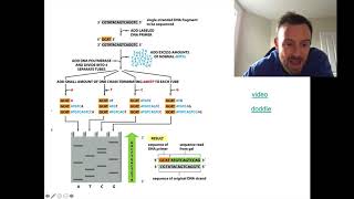 DNA Sequencing Methods OCR Biology A Level 631 [upl. by Aleece460]