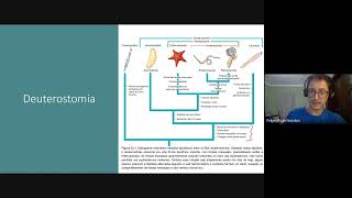 Introdução a Deuterostomia [upl. by Ashli]