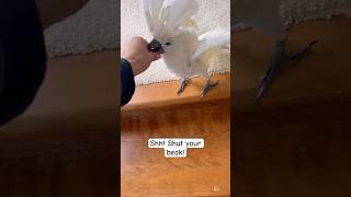 My parrot is the boss of the dog 😂 cockatoo parrot labrador dog friends funnyanimals [upl. by Rim]